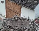 Capi_Dubne_20250910_135003.jpg