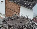Capi_Dubne_20250910_135503.jpg