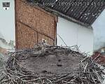 Capi_Dubne_20250910_144503.jpg