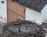 Capi_Dubne_20250910_183003.jpg