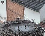 Capi_Dubne_20250910_190002.jpg