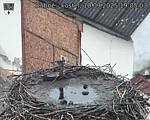 Capi_Dubne_20250910_190503.jpg