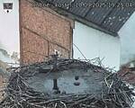 Capi_Dubne_20250910_192504.jpg