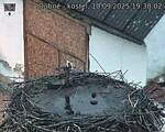Capi_Dubne_20250910_193002.jpg