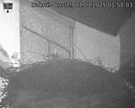 Capi_Dubne_20250911_015003.jpg