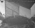 Capi_Dubne_20250911_060002.jpg