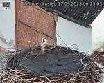 Capi_Dubne_20250911_062503.jpg