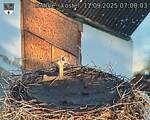 Capi_Dubne_20250911_070003.jpg