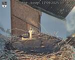 Capi_Dubne_20250911_073003.jpg