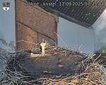 Capi_Dubne_20250911_073504.jpg