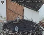 Capi_Dubne_20250911_080004.jpg