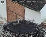 Capi_Dubne_20250911_081003.jpg
