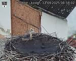 Capi_Dubne_20250911_085002.jpg