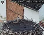 Capi_Dubne_20250911_090504.jpg