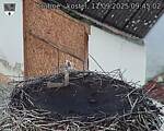 Capi_Dubne_20250911_094502.jpg