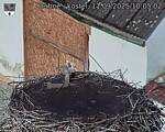 Capi_Dubne_20250911_100502.jpg