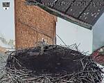 Capi_Dubne_20250911_102502.jpg