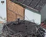 Capi_Dubne_20250911_131003.jpg