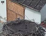 Capi_Dubne_20250911_134502.jpg