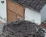 Capi_Dubne_20250911_135003.jpg