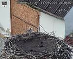 Capi_Dubne_20250911_143002.jpg