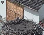 Capi_Dubne_20250911_145503.jpg