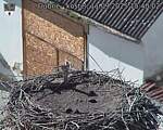 Capi_Dubne_20250911_154002.jpg