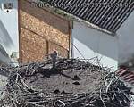 Capi_Dubne_20250911_155002.jpg