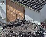 Capi_Dubne_20250911_160002.jpg