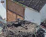 Capi_Dubne_20250911_162502.jpg
