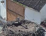 Capi_Dubne_20250911_163003.jpg
