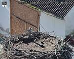 Capi_Dubne_20250911_164502.jpg
