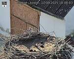 Capi_Dubne_20250911_180003.jpg