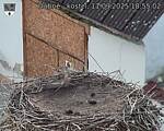 Capi_Dubne_20250911_185502.jpg