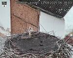 Capi_Dubne_20250912_063003.jpg