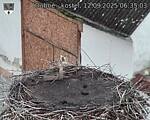 Capi_Dubne_20250912_063503.jpg
