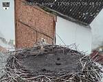 Capi_Dubne_20250912_064002.jpg