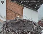 Capi_Dubne_20250912_065002.jpg