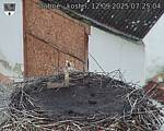 Capi_Dubne_20250912_072504.jpg