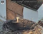 Capi_Dubne_20250912_073502.jpg