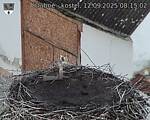 Capi_Dubne_20250912_081502.jpg
