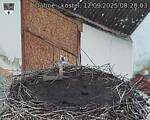Capi_Dubne_20250912_082003.jpg