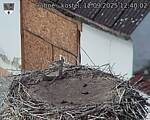 Capi_Dubne_20250912_124002.jpg