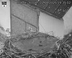 Capi_Dubne_20250912_193502.jpg