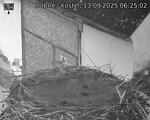 Capi_Dubne_20250913_062502.jpg