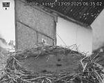 Capi_Dubne_20250913_063502.jpg