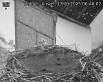 Capi_Dubne_20250913_064002.jpg