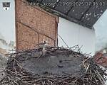 Capi_Dubne_20250913_070503.jpg