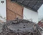 Capi_Dubne_20250913_075003.jpg