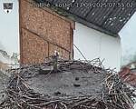 Capi_Dubne_20250913_075502.jpg